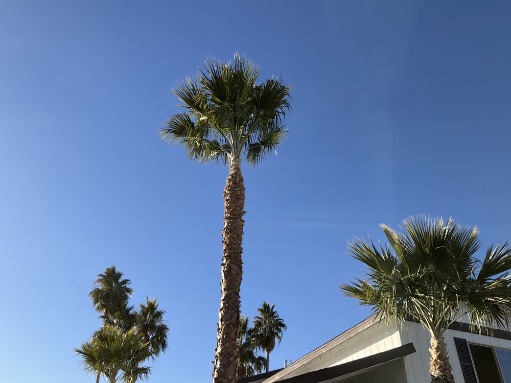 Rabbits Lawn Maintenance - tree service in Las Vegas, NV