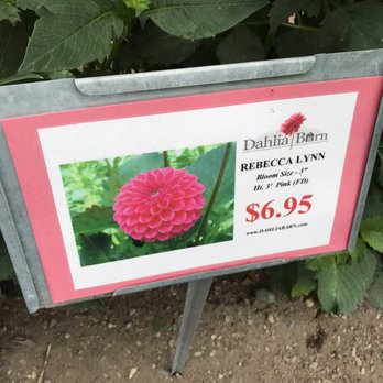 Dahlia Barn - Many varieties at the farm! - Nurseries & Gardening Near Me - North Bend, Washington Dahlia Barn - Many varieties at the farm! - Nurseries & Gardening Near Me - North Bend, Washington