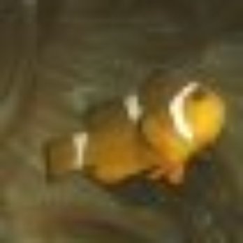 Sealife - Aquariums Near Me - London, XGL