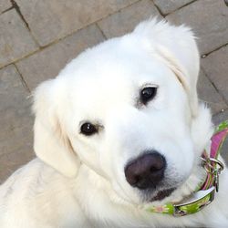 Translating Dog