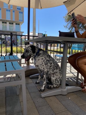 Umami Japanese Restaurant by null