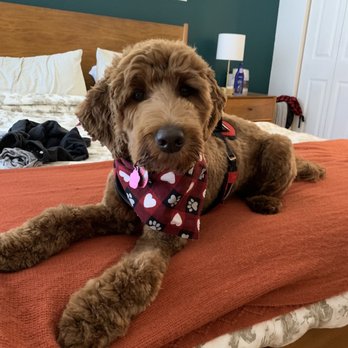 Melissa Michelle Grooming - Luna - Pet Groomers Near Me - San Leandro, California