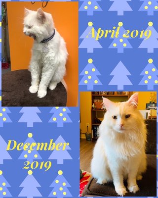 fancy cats rescue team