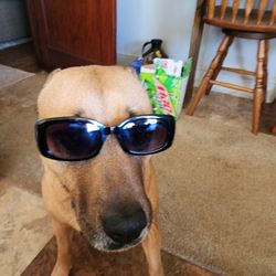 A & J Rental - Even the dog thinks aj rentals is cool in statesville nc