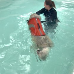 Wag 'N Paddle