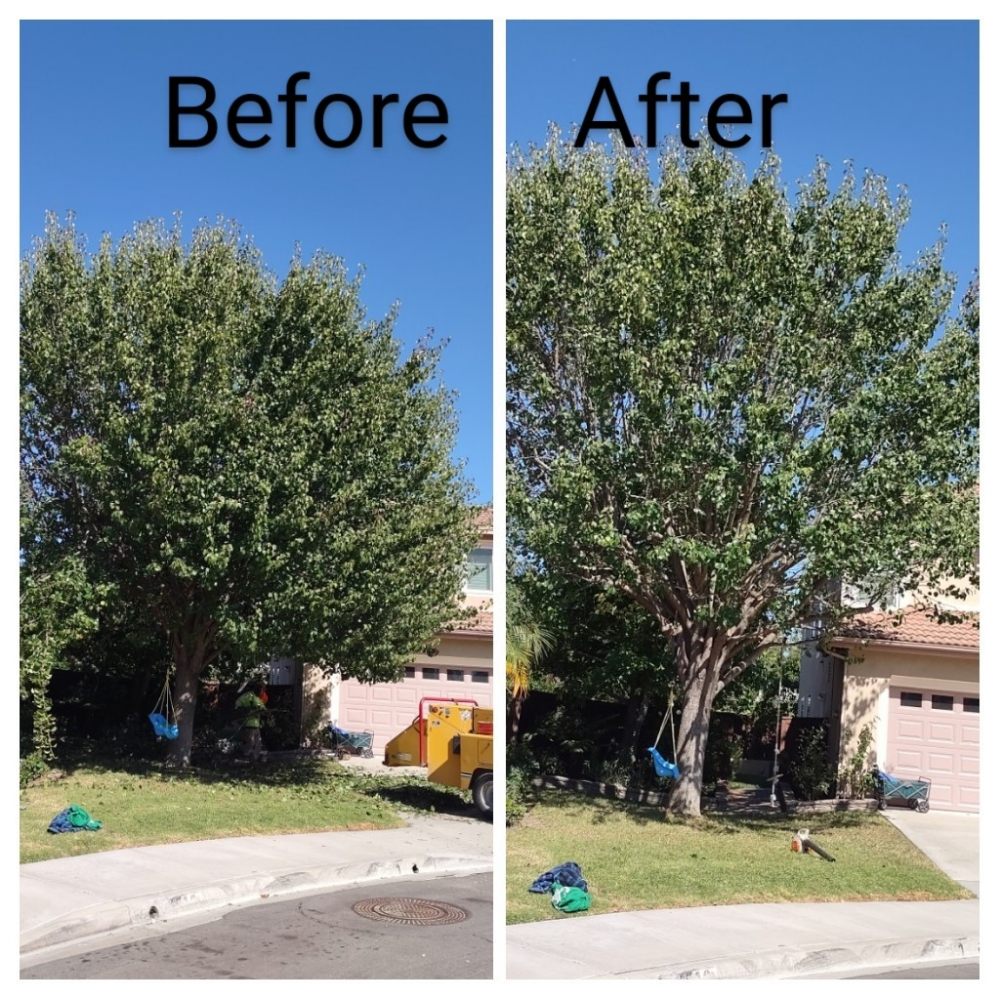XTREME ARBORISTS Updated September 2024 18 Photos & 10 Reviews 1426 Magnolia Ave