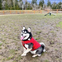 Issaquah Highland Bark Park