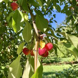 Banker Orchards