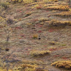 Denali Tundra Wilderness Bus Tour - Wolverine (zoom in center)