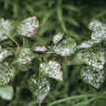 American Tree - Powdery Mildew - Tree Services Near Me - Golden, Colorado American Tree - Powdery Mildew - Tree Services Near Me - Golden, Colorado
