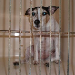 Chery's Pet Grooming - She's a "Honey"!