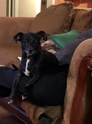 affordable pet care grissom