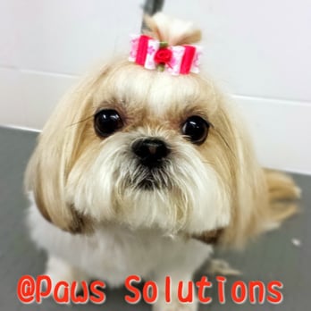 Paws Solutions Maypark - Daisy - Pet Groomers Near Me - Donnycarney, D