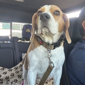 Royal Paws - Señor Barkley - Pet Groomers Near Me - Palmdale, California Royal Paws - Señor Barkley - Pet Groomers Near Me - Palmdale, California