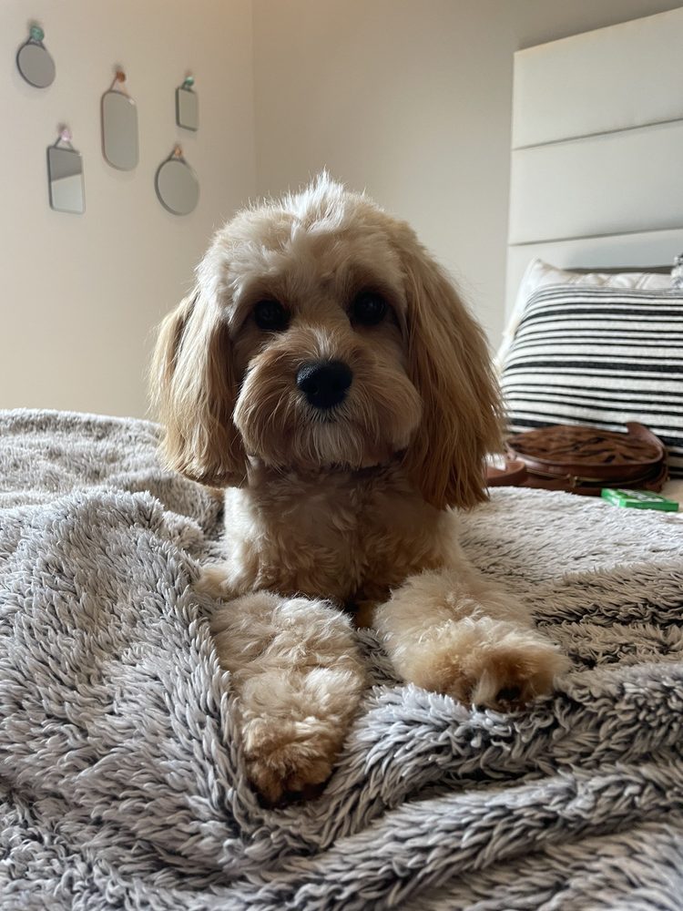 FOUR PAWS PANTRY & SPA Updated August 2024 53 Photos & 55 Reviews