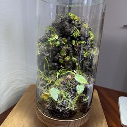 The Plant Store - Terrarium I made in a class at The Plant Store