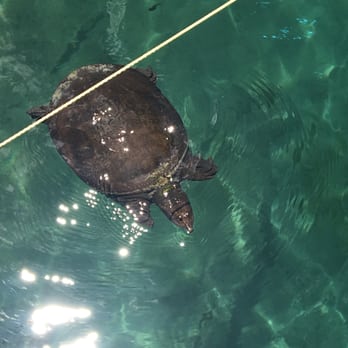 Blue Grotto Dive Resort - Virgil the turtle - Diving Near Me - Williston, Florida