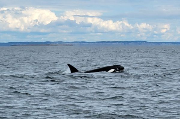 Western Prince Whale Watching Adventures by null