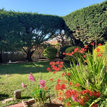 Forest Tree Services - Before - Tree Services Near Me - Santa Rosa, California Forest Tree Services - Before - Tree Services Near Me - Santa Rosa, California