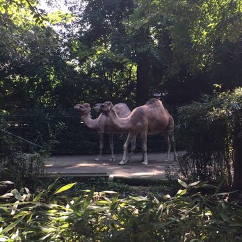 Bronx Zoo - Camels just chilling - Zoos Near Me - Bronx, New York