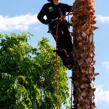 Sunny tree service - Removing this Mexican fan palm. - Tree Services Near Me Sunny tree service - Removing this Mexican fan palm. - Tree Services Near Me
