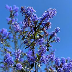 South Lake Park - California Lilacs