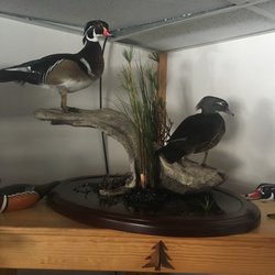 Trails End Taxidermy - Wood ducks