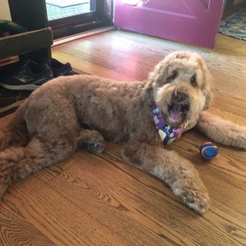 Snazzy Jazzy's Pet Salon - Blue Opal's Mollymook - Pet Groomers Near Me - Timonium, Maryland