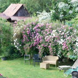 Giovannis Garden