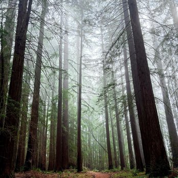 LandPaths Grove of Old Trees - The fog may just come over and touch you. Dress warmly - Parks Near Me - Occidental, California LandPaths Grove of Old Trees - The fog may just come over and touch you. Dress warmly - Parks Near Me - Occidental, California