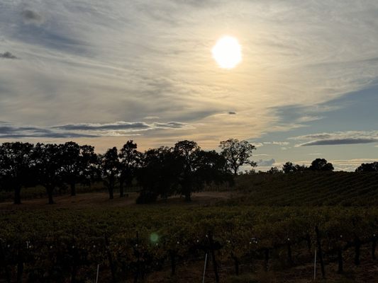 Bokisch Vineyards by null