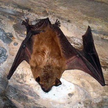 ACS Animal Removal - Wildlife Control Near Me ACS Animal Removal - Wildlife Control Near Me