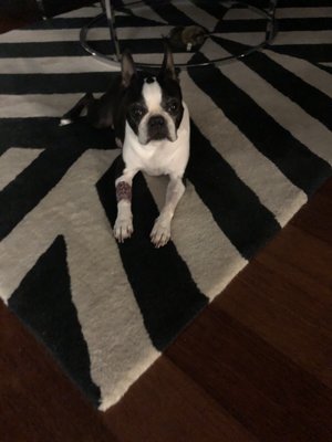 Veterinary Emergency Group 11 Photos 18 Reviews Emergency Pet Hospital 1501 S Dale Mabry Hwy Tampa Fl United States Phone Number