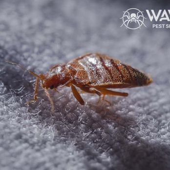 Wave Pest Services - Pest Control Near Me Wave Pest Services - Pest Control Near Me