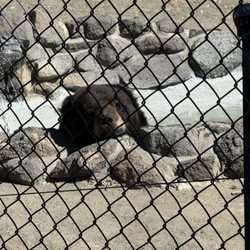 Bear