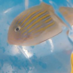 More Than Fish Aquarium and Pets