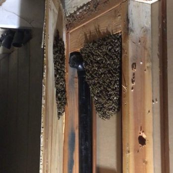 Ventura Bee Rescue - I didn't realize so many were in there!! - Pest Control Near Me Ventura Bee Rescue - I didn't realize so many were in there!! - Pest Control Near Me