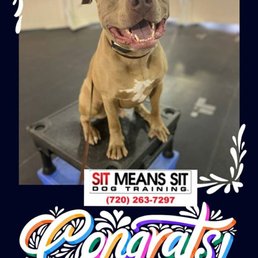 Sit Means Sit Dog Training - This is Sarge. He completed his 10 day board and train program. Look at that Smile!! - Pet Training Near Me - Longmont, Colorado