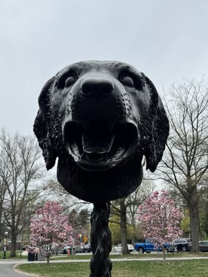 Princeton University by null