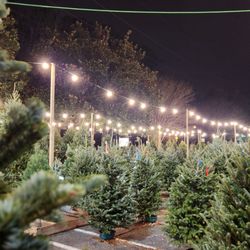 Big John's Christmas Trees