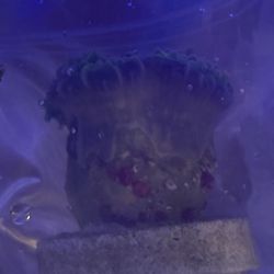 1st Class Aquarium
