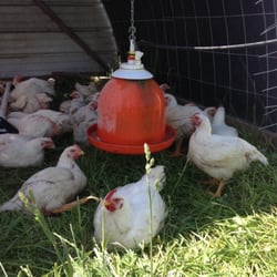 Simpson's Farm Market - We raise our chickens on pasture where they get to well, act like a chicken!  Eat bugs, scratch in the dirt and lay in the sun.