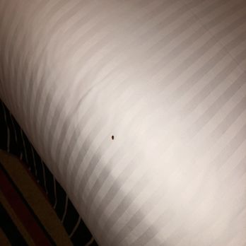 Pinnacle Hotel Harbourfront - Bed bug - Hotels Near Me - Vancouver, British Columbia Pinnacle Hotel Harbourfront - Bed bug - Hotels Near Me - Vancouver, British Columbia
