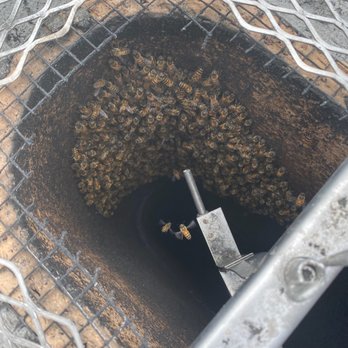 Aliza's Bee Removal - Chimney - Pest Control Near Me - Poway, California
