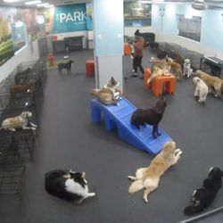 Dogtopia - Columbus - View from the web cam - I have it on all day in the background at work!