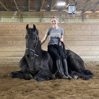 Friesian Marketplace - Horse Boarding Near Me