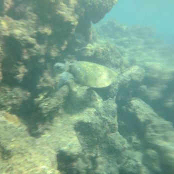 Snorkel Bob's Kapaa - Snorkeling Near Me - Kapaa, Hawaii Snorkel Bob's Kapaa - Snorkeling Near Me - Kapaa, Hawaii