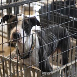 Clearlake Police Department - Happy was found as a stray and starved for ONE year shoved in a crate. Later Euthanized he couldn't recover from the torture.
