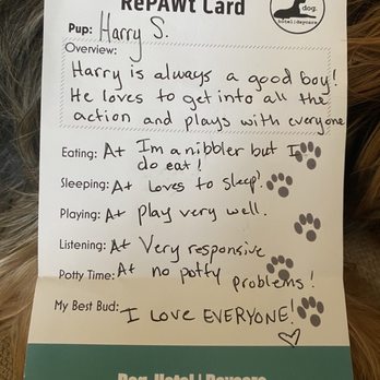 Dog. Hotel & Daycare - Lovely report after staying over fir few days while I was out of town.... - Pet Groomers Near Me - Chicago, Illinois Dog. Hotel & Daycare - Lovely report after staying over fir few days while I was out of town.... - Pet Groomers Near Me - Chicago, Illinois