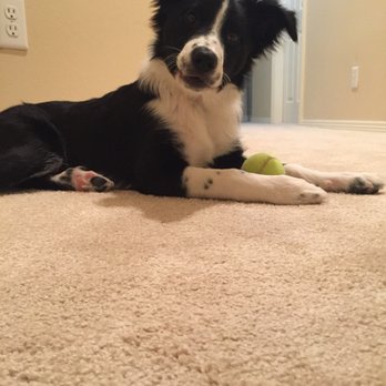 Stinky Dawg - Pet Groomers Near Me - San Marcos, Texas Stinky Dawg - Pet Groomers Near Me - San Marcos, Texas